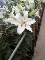 [1830 IceDancer No02.JPG]